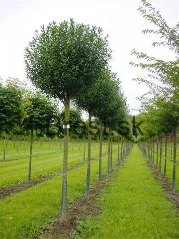 Prunus fruticosa 'Globosa'