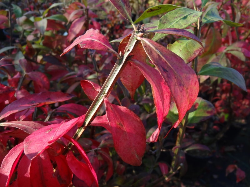 Euonymus alatus