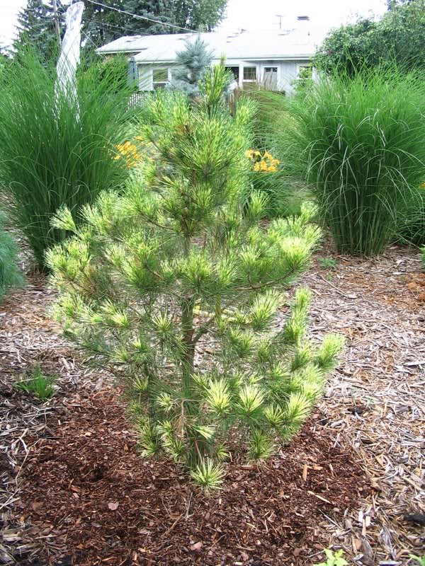 Pinus densiflora Oculus-draconis