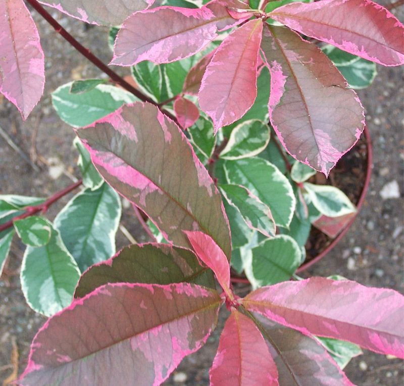 Červienka 'Pink Marble'