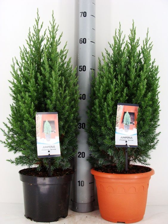 Borievka čínska 'Stricta