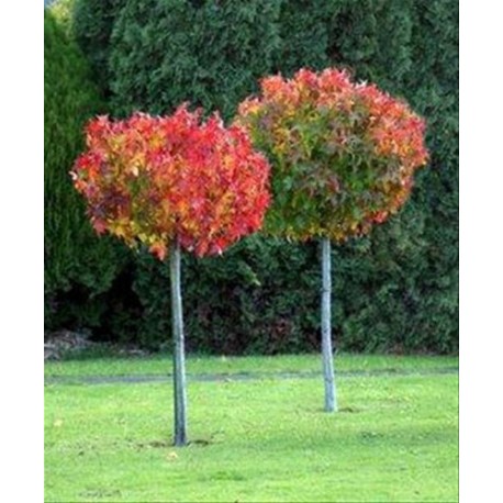 Liquidambar styraciflua 'Gum Ball' kmeň 100cm