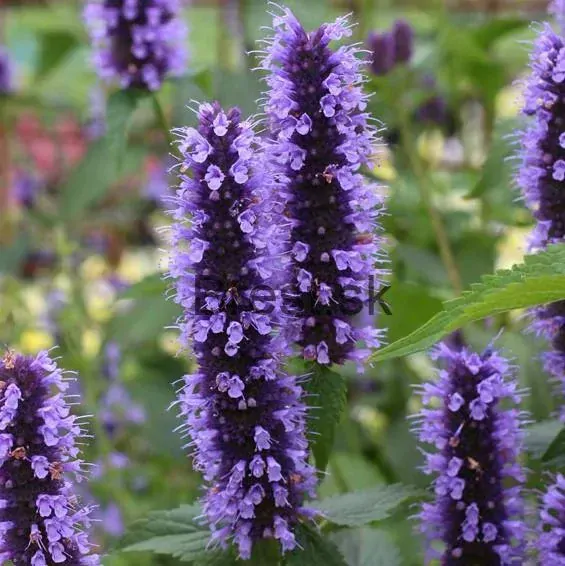 Agastache 'Black Adder'