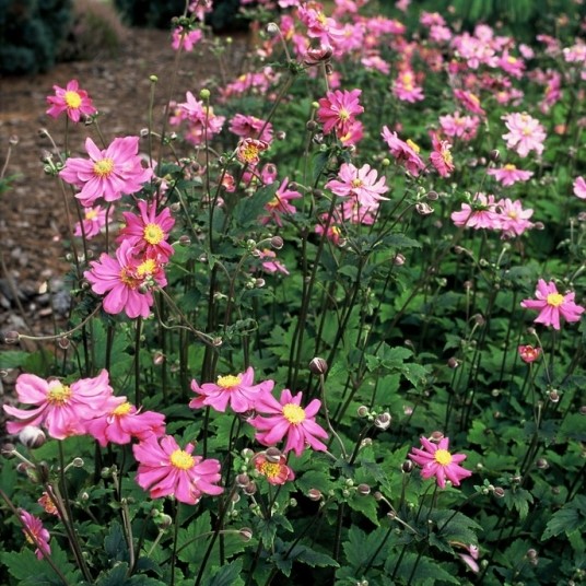 Anemone hupehensis 'Prinz Heinrich'