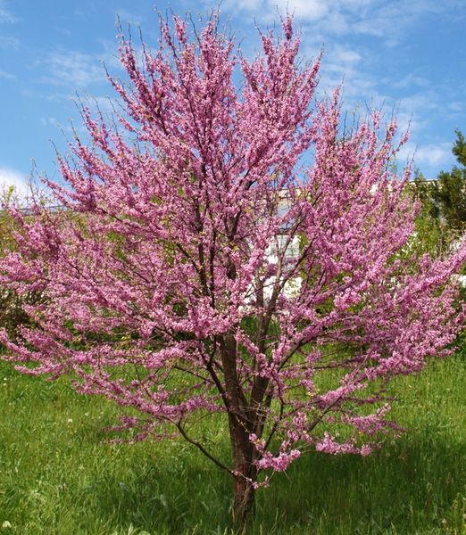 Cercis siliquastrum | Europese judasboom - Hortus Alkmaar