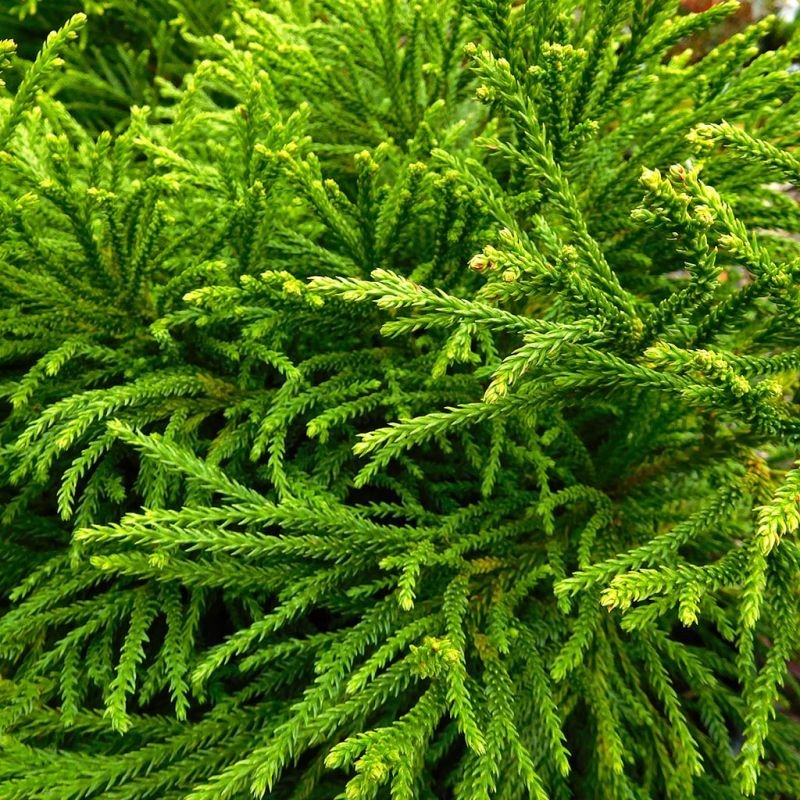 Cryptomeria japonica 'Globosa Nana'