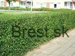 10 kus. Vtáčí zob - voln. 