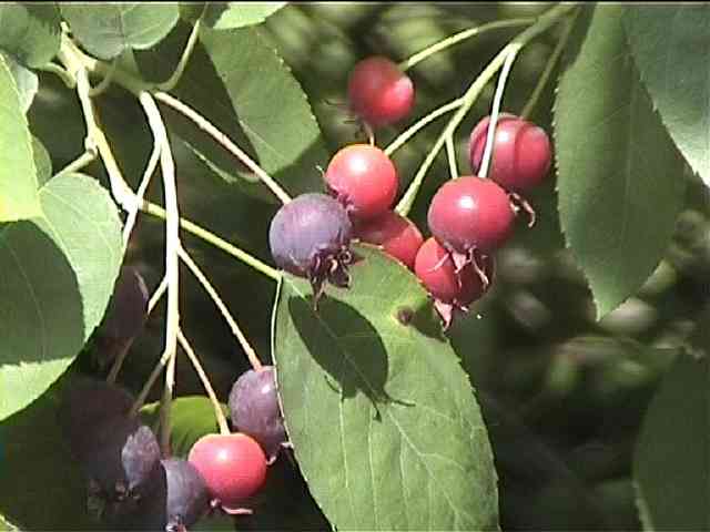 Amelanchier lamarckii voľnokorenný