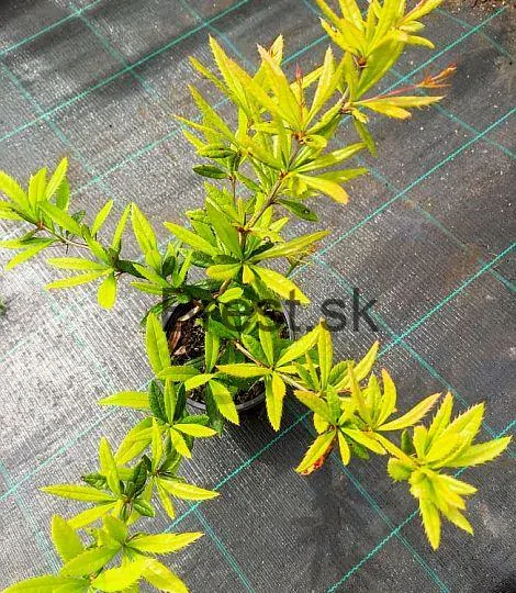 Berberis 'Julianae'