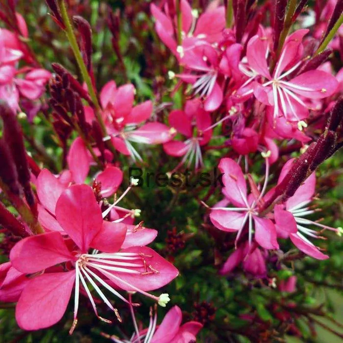 Gaura lindheimeri 'Siskiyou Pink'
