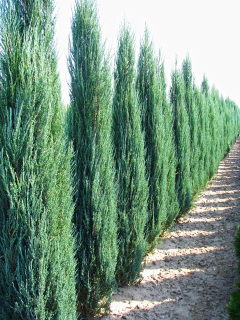 Juniperus scopulorum 'Blue arrow' II.trieda
