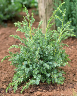 Juniperus chinensis 'Blue Alps'