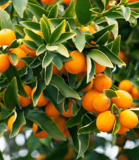 Kumquat stromček AKCIA