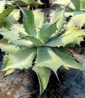 Agave