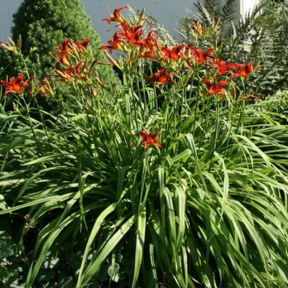 Hemerocallis 'Crimson Pirate'