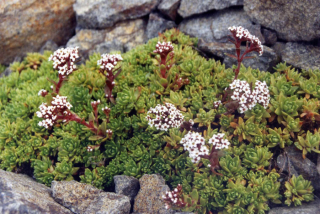 Crassula setulosa var. curta