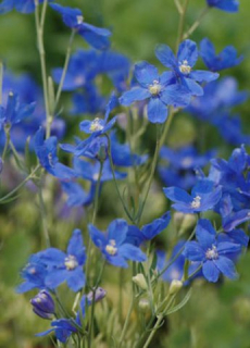 Delphinium grandiflorum 'Delphix Blue'
