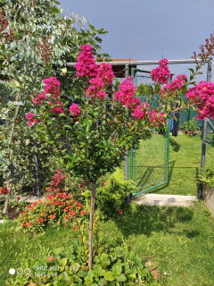 Lagerstroemia indica Dynamite Stromček