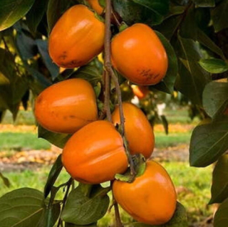 Hurmi Kaki 'Cioccolatino' , osobný odber