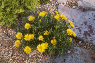 Inula ensifolia 'Compacta'