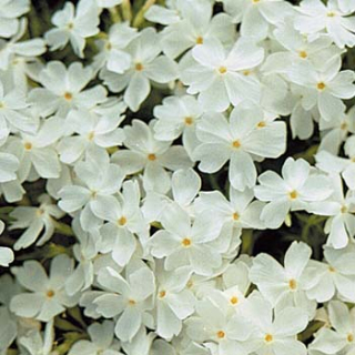 Phlox subulata 'White Delight' 
