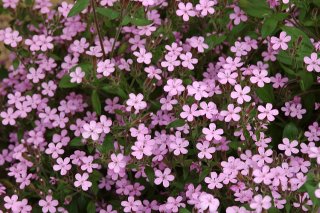 saponaria ocymoides jabora 