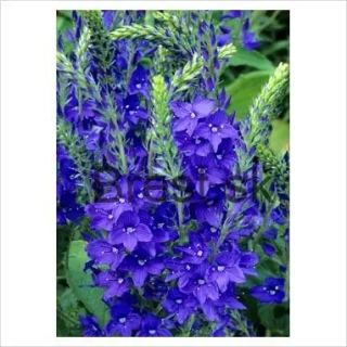Veronica austriaca 'Royal Blue' 