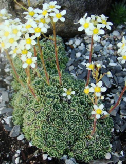 Saxifragapaniculata 'Minutifolia' 