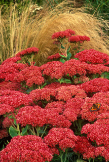 Sedum 'Herbstfreude' 