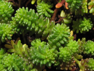 Sedum sexangulare