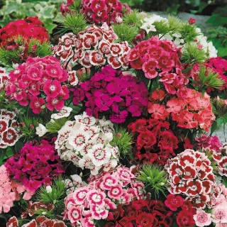 dianthus barbatus nana compacta