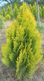 Platycladus orientalis 'pyramidalis aurea'