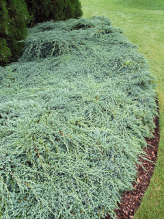 Juniperus squamata 'Blue carpet' 2lit. Akcia 