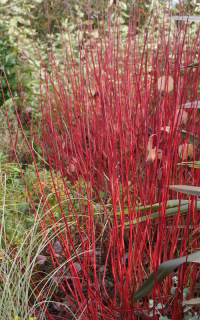 Cornus alba Sibirica Variegata