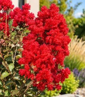 Lagerstroemia indica ‘Concy Red’