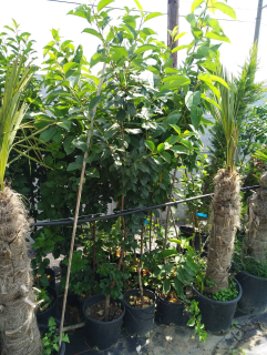 Višňa (Prunus cerasus) 'Jachim'