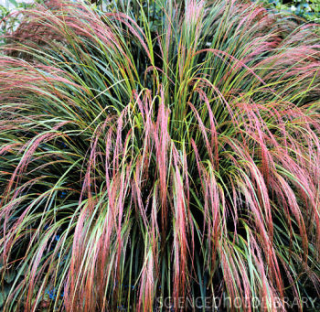 Stipa arundinacea
