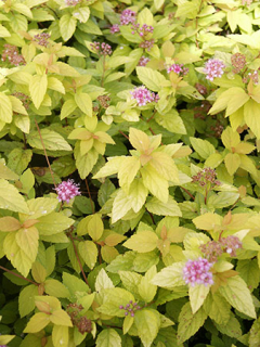 Spiraea japonica ‘Goldmound’