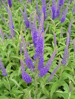 Veronica longifolia blue