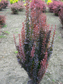 Berberis thunbergii 'Red Pillar'