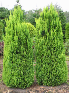 CHAMAECYPARIS LAWS. "ALUMIGOLD"   