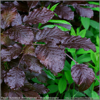 Fagus sylvatica 'Purple Fountain'