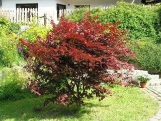 Acer palmatum 'Atropurpureum' 10 lit.