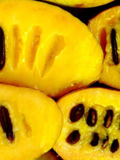 Ásimina trojlaločná Sunflower