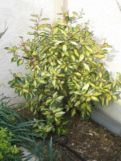 Elaeagnus x ebbingei 'Limelight'