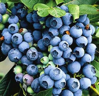 Vaccinium corymbosum 'Berkeley'