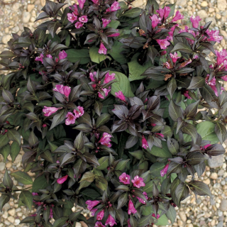 Weigela florida MINOR BLACK 'Verweig'