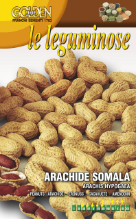 Podzemnica olejná - arašidy