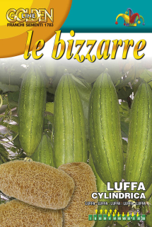 Lufa - semená