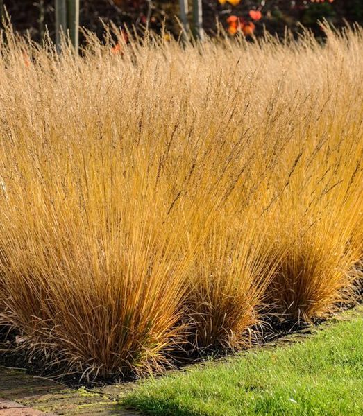 Molinia caerulea 'Paul Peterson'